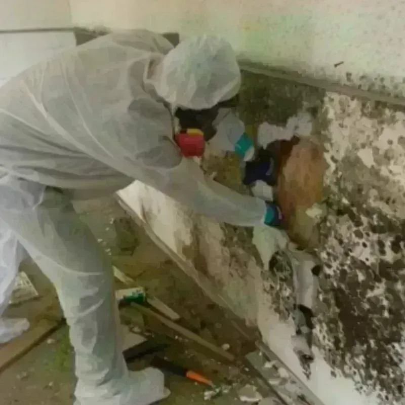 Mold Remediation and Removal in Basalt, CO